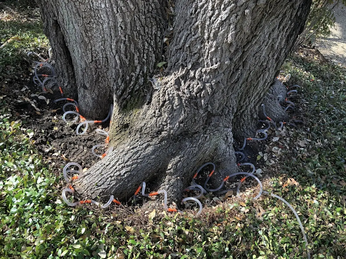 Detailed Tree Cabling and Bracing job site in Oceola
